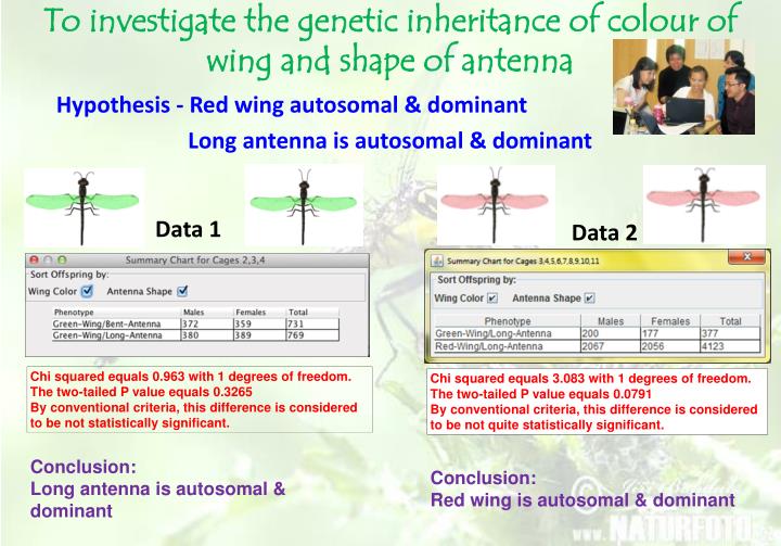 to investigate the genetic inheritance of colour of wing and shape of antenna