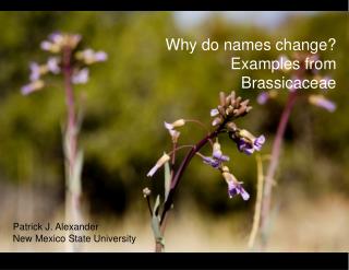 Why do names change? Examples from Brassicaceae