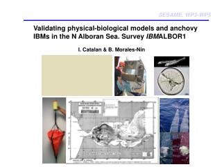 Validating physical-biological models and anchovy IBMs in the N Alboran Sea. Survey IBM ALBOR1