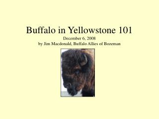 Buffalo in Yellowstone 101 December 6, 2008 by Jim Macdonald, Buffalo Allies of Bozeman