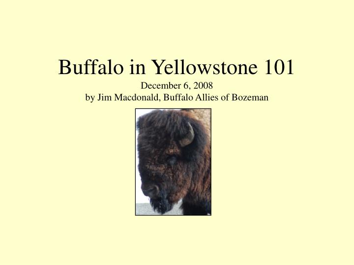 buffalo in yellowstone 101 december 6 2008 by jim macdonald buffalo allies of bozeman
