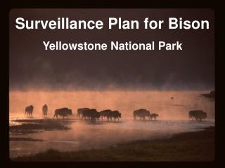 Surveillance Plan for Bison Yellowstone National Park