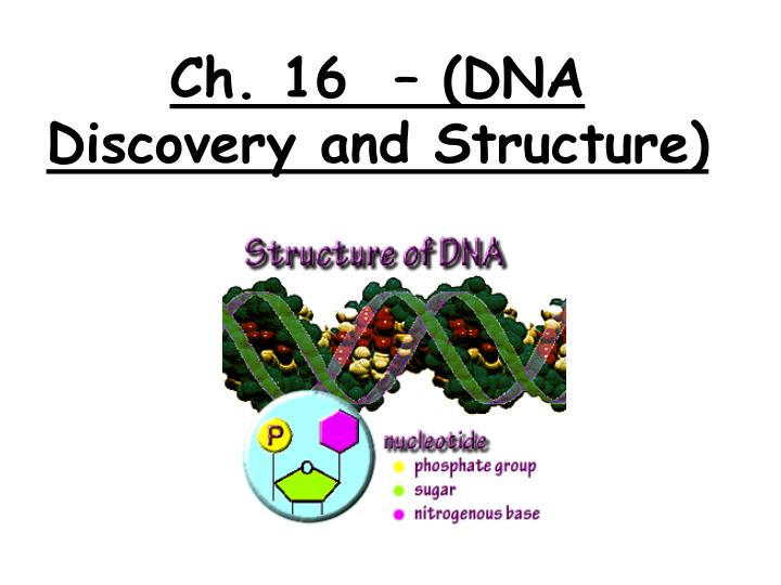 ch 16 dna discovery and structure
