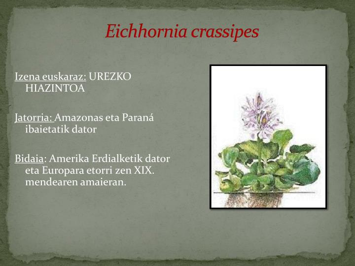 eichhornia crassipes