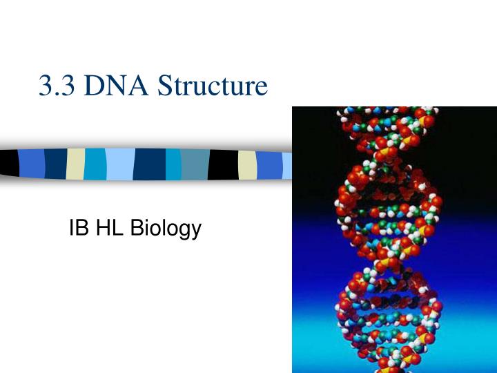 3 3 dna structure