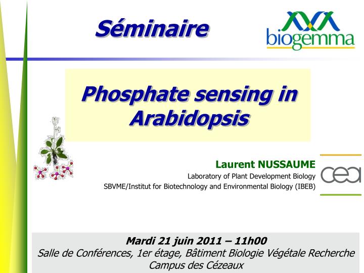 phosphate sensing in arabidopsis