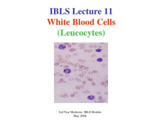 IBLS Lecture 11 White Blood Cells (Leucocytes)