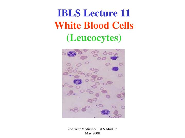 ibls lecture 11 white blood cells leucocytes
