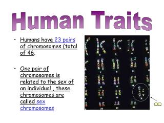 Humans have 23 pairs of chromosomes (total of 46 .