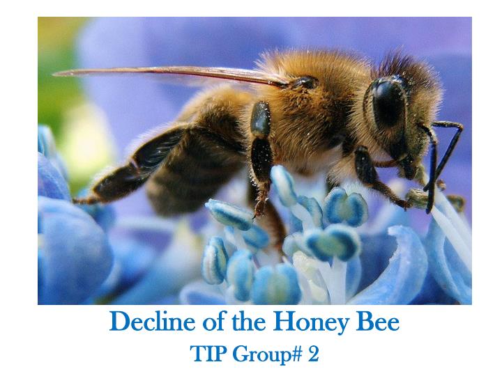 decline of the honey bee tip group 2
