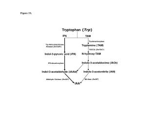 Tryptophan ( Trp )