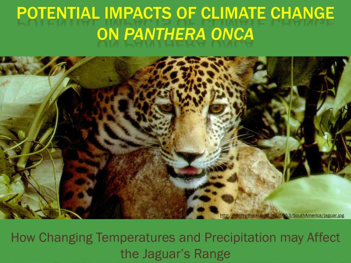 how changing temperatures and precipitation may affect the jaguar s range