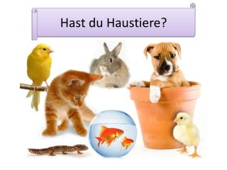 hast du haustiere