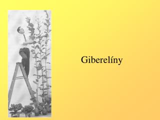giberel ny