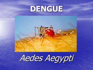 dengue