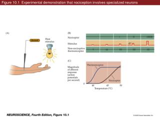 Figure 10.1 Experimental demonstration that nociception involves specialized neurons