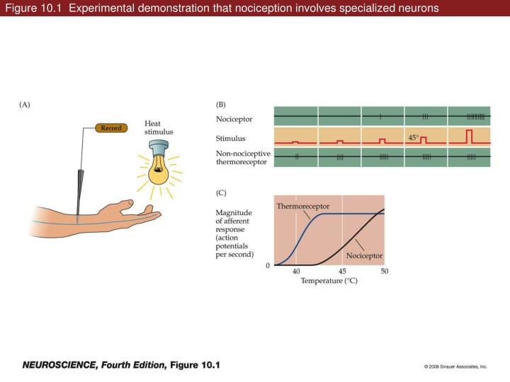 figure 10 1 experimental demonstration that nociception involves specialized neurons