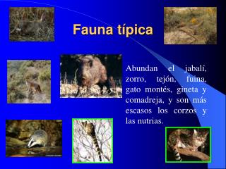 fauna t pica