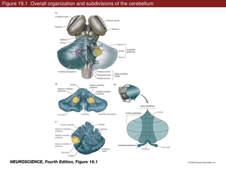 figure 19 1 overall organization and subdivisions of the cerebellum