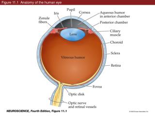 Figure 11.1 Anatomy of the human eye