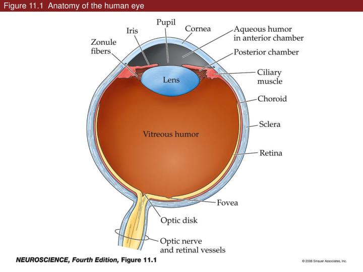 figure 11 1 anatomy of the human eye