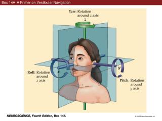Box 14A A Primer on Vestibular Navigation