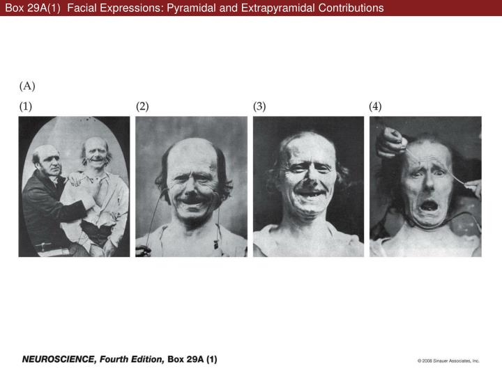 box 29a 1 facial expressions pyramidal and extrapyramidal contributions