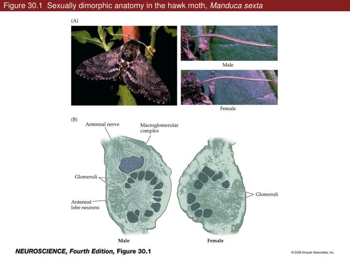 figure 30 1 sexually dimorphic anatomy in the hawk moth manduca sexta