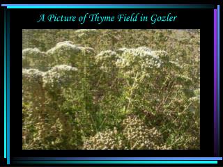A Picture of Thyme Field in Gozler