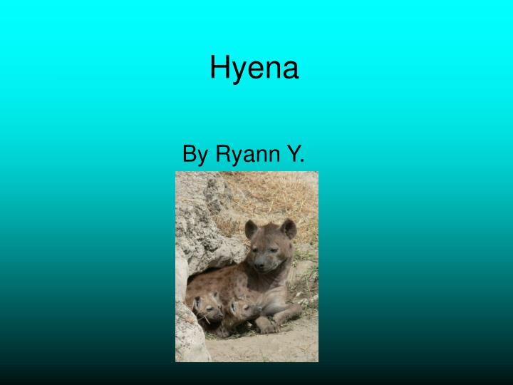 hyena