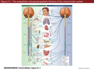 Figure 21.1 The sympathetic and parasympathetic divisions of the visceral motor system