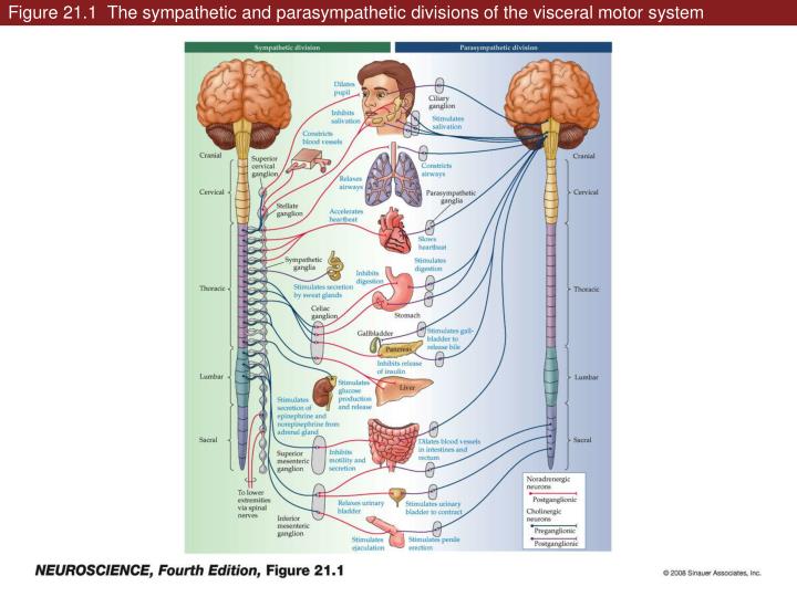 figure 21 1 the sympathetic and parasympathetic divisions of the visceral motor system