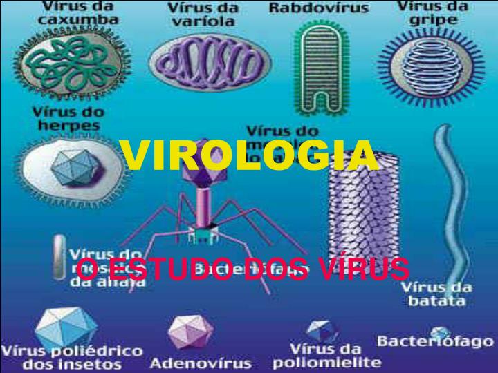 virologia