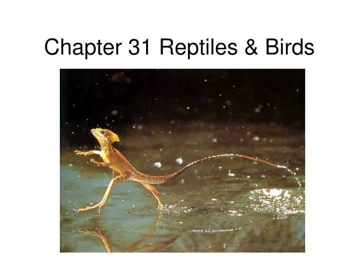 chapter 31 reptiles birds