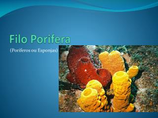 filo porifera