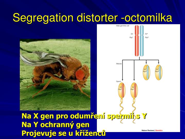 segregation distorter octomilka