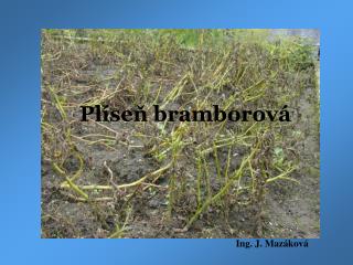 pl se bramborov