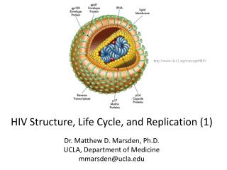 HIV Structure, Life Cycle, and Replication (1) Dr. Matthew D. Marsden, Ph.D.