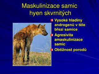 Maskulinizace samic hyen skvrnitých