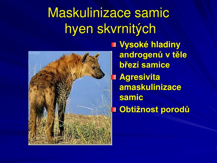 maskulinizace samic hyen skvrnit ch