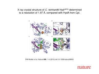 DW Mulder et al . Nature 000 , 1 - 4 (2010) doi:10.1038/nature08 993