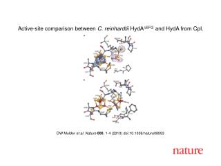 DW Mulder et al . Nature 000 , 1 - 4 (2010) doi:10.1038/nature08 993