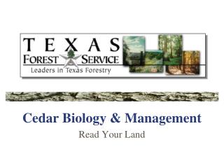 Cedar Biology &amp; Management