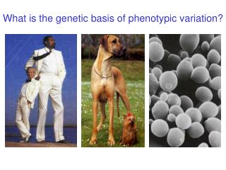 What is the genetic basis of phenotypic variation?