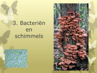3 bacteri n en schimmels
