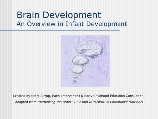 Brain Development An Overview in Infant Development