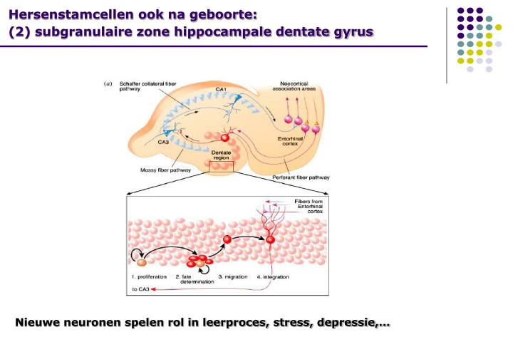 hersenstamcellen ook na geboorte 2 subgranulaire zone hippocampale dentate gyrus