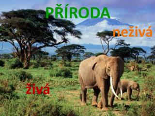 p roda