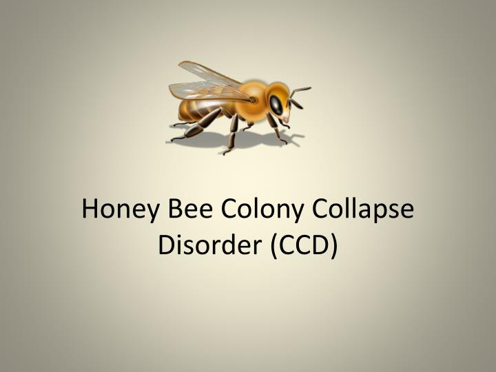 honey bee colony collapse disorder ccd