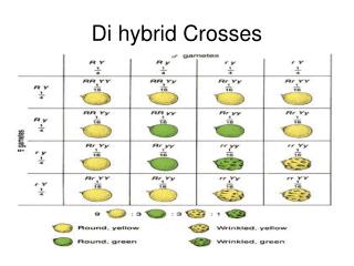 Di hybrid Crosses